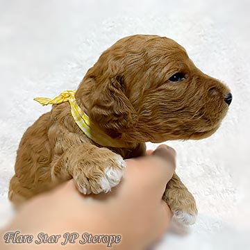 �X�^���v�[�e��